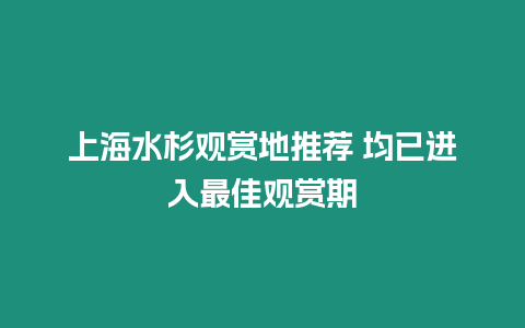 上海水杉觀賞地推薦 均已進入最佳觀賞期