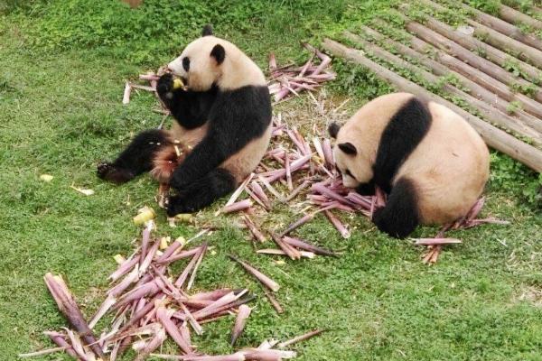 2024年長沙生態動物園門票多少錢 長沙生態動物園游玩攻略