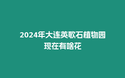 2024年大連英歌石植物園現在有啥花