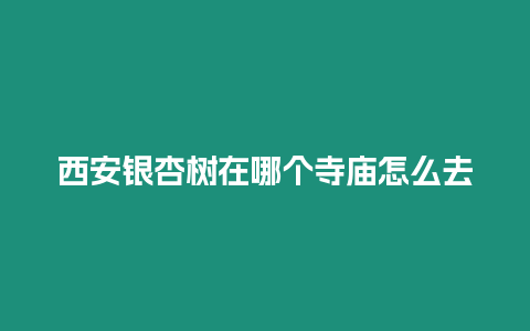 西安銀杏樹在哪個寺廟怎么去