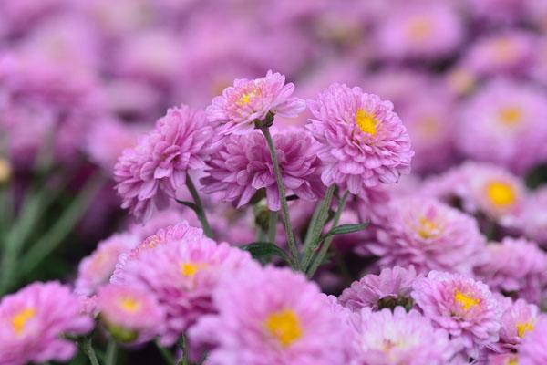 2024佛山禪城菊花展交通指南