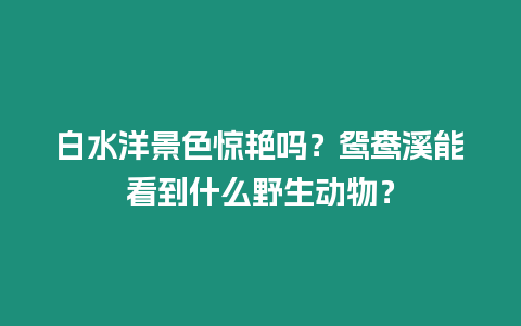 白水洋景色驚艷嗎？鴛鴦溪能看到什么野生動物？