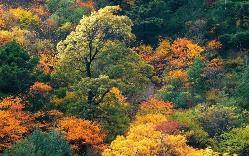 四川五華山要門票多少，五華山風(fēng)景區(qū)門票？