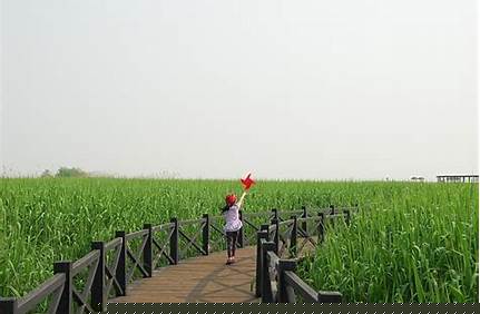 上海崇明附近旅游景點（上海崇明附近旅游景點大全）