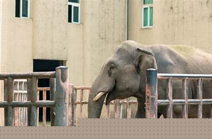 楊家坪動物園門票多少錢一張，楊家坪動物園門票多少錢一張2020？