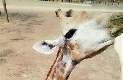 大連動物園一期門票多少錢，大連動物園一期門票多少錢一張？
