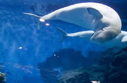青島水族館門票學(xué)生票，青島水族館門票？