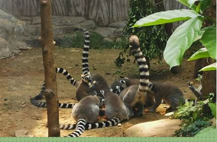 動物園門票南寧，動物園門票南寧免費嗎？