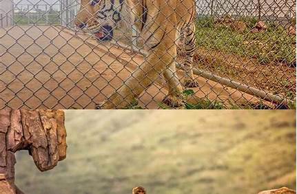 萬安山野生動物園門票特價票，萬安山野生動物園門票特價票優惠政策？