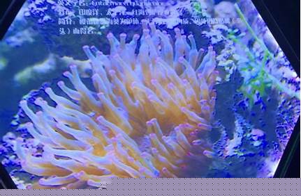 武漢極地海洋世界小孩門票，武漢極地海洋世界小孩門票多少？