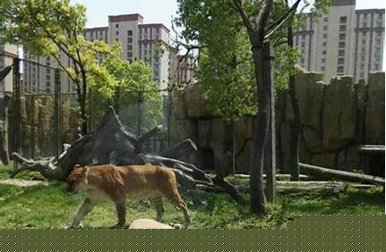 上海野生動物園9.9門票，上海野生動物園39元門票？