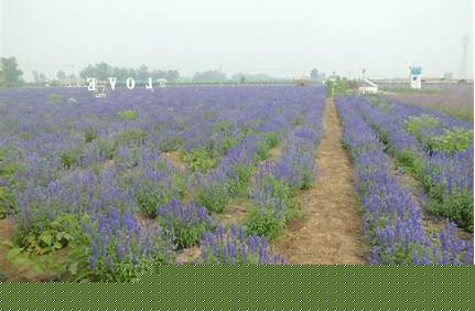 石家莊花海莊園門票_石家莊花海莊園門票價格？