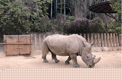 福州動物園的門票要多少錢，福州動物園的門票要多少錢呀？