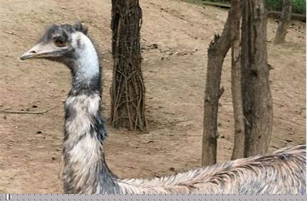 青藏高原野生動物園門票多少_青藏高原野生動物園門票多少元？