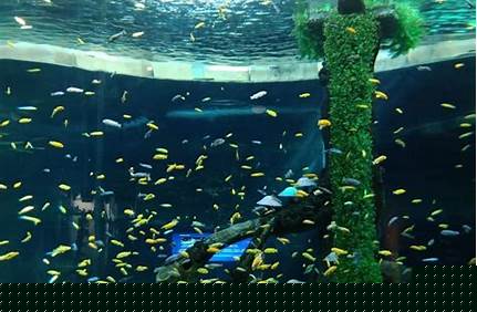 重慶海洋水公園門票多少錢，重慶海洋水公園門票多少錢？