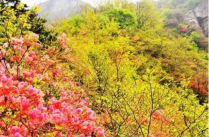云臺山門票學生證半價多錢，云臺山門票學生票多少錢一張？