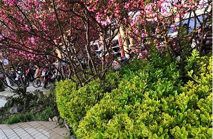大木山茶園門票，大木山茶園門票價格？