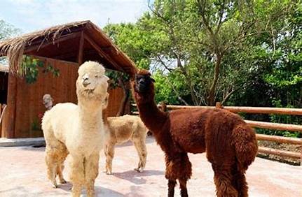蘇州動物門票多少錢，蘇州動物門票多少錢啊？