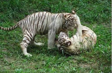 上海野生動(dòng)物園門票現(xiàn)場能買嗎_上海野生動(dòng)物園門票現(xiàn)場能買嗎？