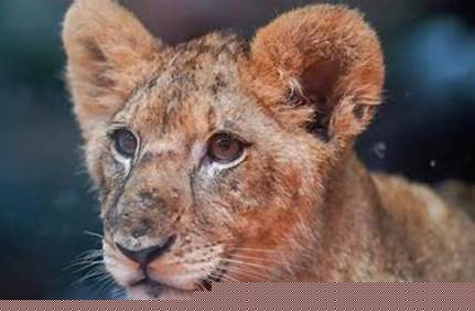 北京動物園官網門票價格，北京動物園官網門票價格查詢？