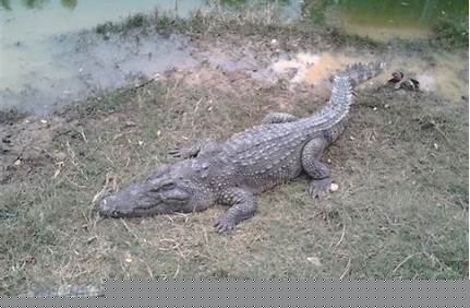 萬安山野生動物園什么時候免門票，萬安山野生動物園現在要門票嗎？