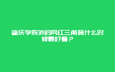 肇慶學院外的網紅三角梅什么時候最好看？