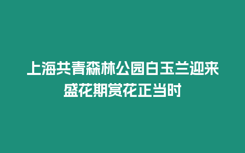 上海共青森林公園白玉蘭迎來(lái)盛花期賞花正當(dāng)時(shí)