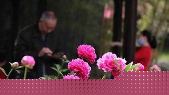 瘦西湖唯美芍藥季賞花指南 瘦西湖 芍藥