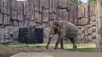 成都動物園里面還有收費嗎 成都動物園收門票嗎