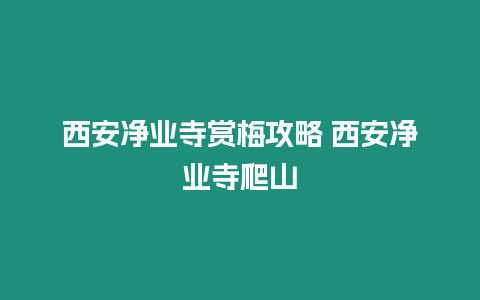 西安凈業寺賞梅攻略 西安凈業寺爬山