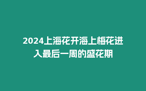 2024上海花開海上梅花進(jìn)入最后一周的盛花期