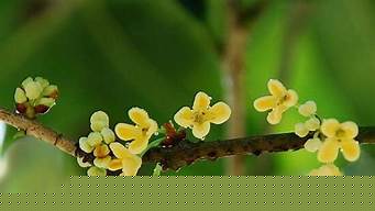 泰安桂花觀賞地推薦（泰安看花的景點(diǎn)推薦）