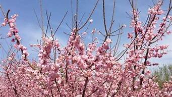 北京冬奧公園春季賞花時間+地點 北京冬奧公園春季賞花時間 地點是幾點