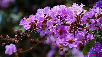 泰安紫薇花觀賞地推薦（泰安薔薇花集中的地方）