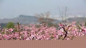 咸陽禮泉縣櫻花桃花去哪看（2024年禮泉桃花在哪）