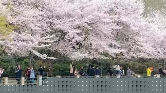 2024鄭州黃河櫻花節(jié)游玩指南 鄭州黃河邊櫻花園
