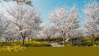鄭州古柏渡豐樂櫻花園坐幾路公交車 鄭州古柏渡豐樂櫻花園坐幾路公交車能到