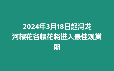 2024年3月18日起潯龍河櫻花谷櫻花將進(jìn)入最佳觀賞期
