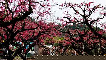 長沙望城靖港桃園桃花觀賞指南（望城桃園里的洋房圖片）